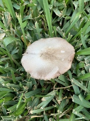 Xanthodermatei