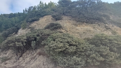 Arctostaphylos luciana