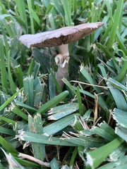 Xanthodermatei