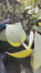 Arctostaphylos luciana