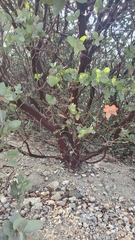 Arctostaphylos luciana