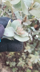 Arctostaphylos luciana