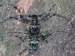 Macropophora trochlearis