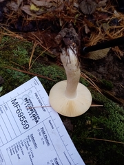 Russula katarinae