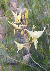 Gladiolus leptosiphon