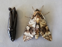Pseudosphinx tetrio