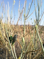 Julodis humeralis