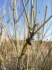 Julodis humeralis