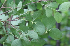 Symphoricarpos albus albus