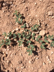 Euphorbia serrula