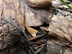 Helcystogramma rufescens