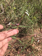 Euphorbia florida