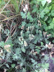 Phacelia rupestris