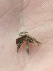 Phacelia rupestris
