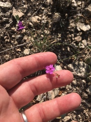 Boerhavia linearifolia