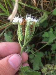 Phacelia rupestris
