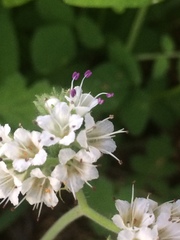 Phacelia rupestris