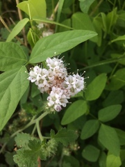 Phacelia rupestris