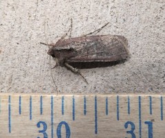 Peridroma saucia