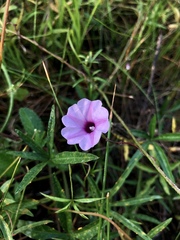 Ipomoea heptaphylla