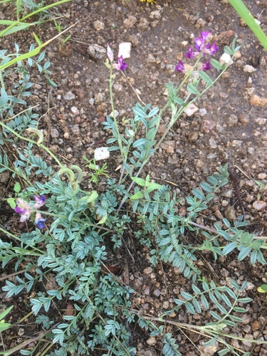 Astragalus humistratus var. sonorae