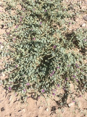 Dalea lanata