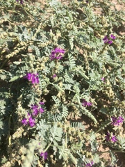 Dalea lanata