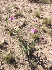 Palafoxia sphacelata