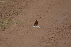 Catacroptera cloanthe cloanthe