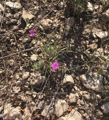 Boerhavia linearifolia