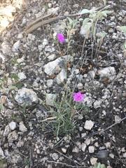 Boerhavia linearifolia