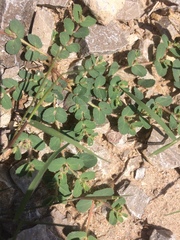 Euphorbia serrula