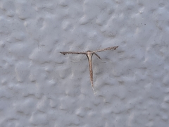 Stenoptilodes brevipennis
