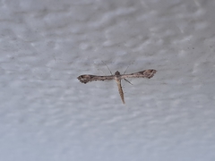 Stenoptilodes brevipennis