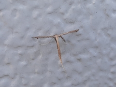 Stenoptilodes brevipennis