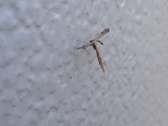 Stenoptilodes brevipennis