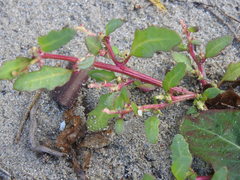 Oxybasis glauca glauca