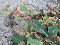 Oxybasis glauca glauca