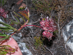 Serruria decumbens