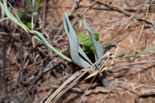 Ornithoglossum vulgare image