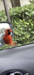 Cardinalis cardinalis