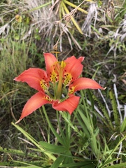 Lilium catesbaei image