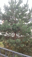 Pinus sylvestris