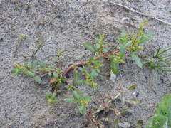 Oxybasis glauca glauca