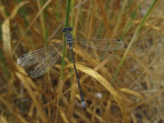 Lestes stultus