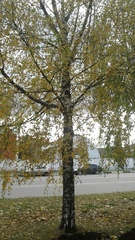 Betula pendula
