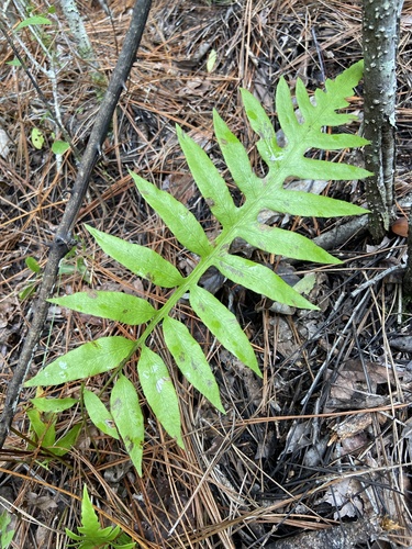 Lorinseria areolata image