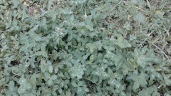 Trifolium pratense