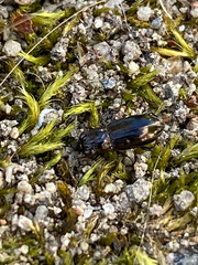 Notiophilus biguttatus