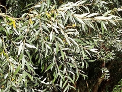 Salix alba